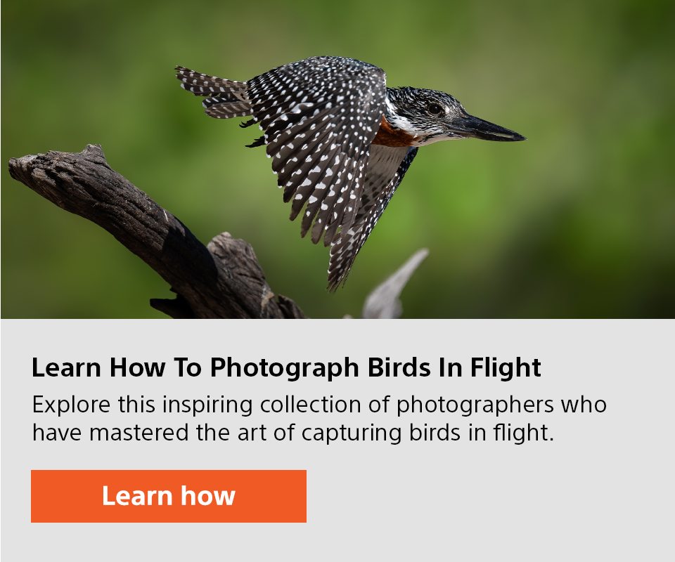 Learn How to Photograph Birds in Flight | Explore this inspiring collection of photographers who have mastered the art of capturing birds in flight. | Learn how