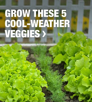 GROW THESE 5 COOL-WEATHER VEGGIES