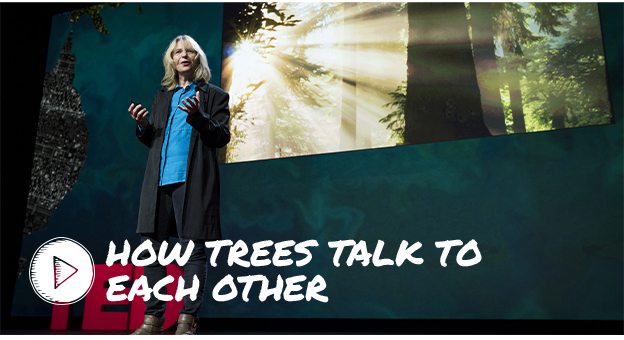 How Trees Talk to Each Other