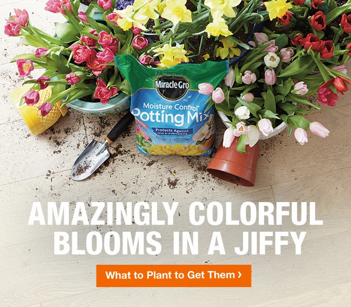 AMAZINGLY COLORFUL BLOOMS IN A JIFFY WHAT TO PLANT TO GET THEM