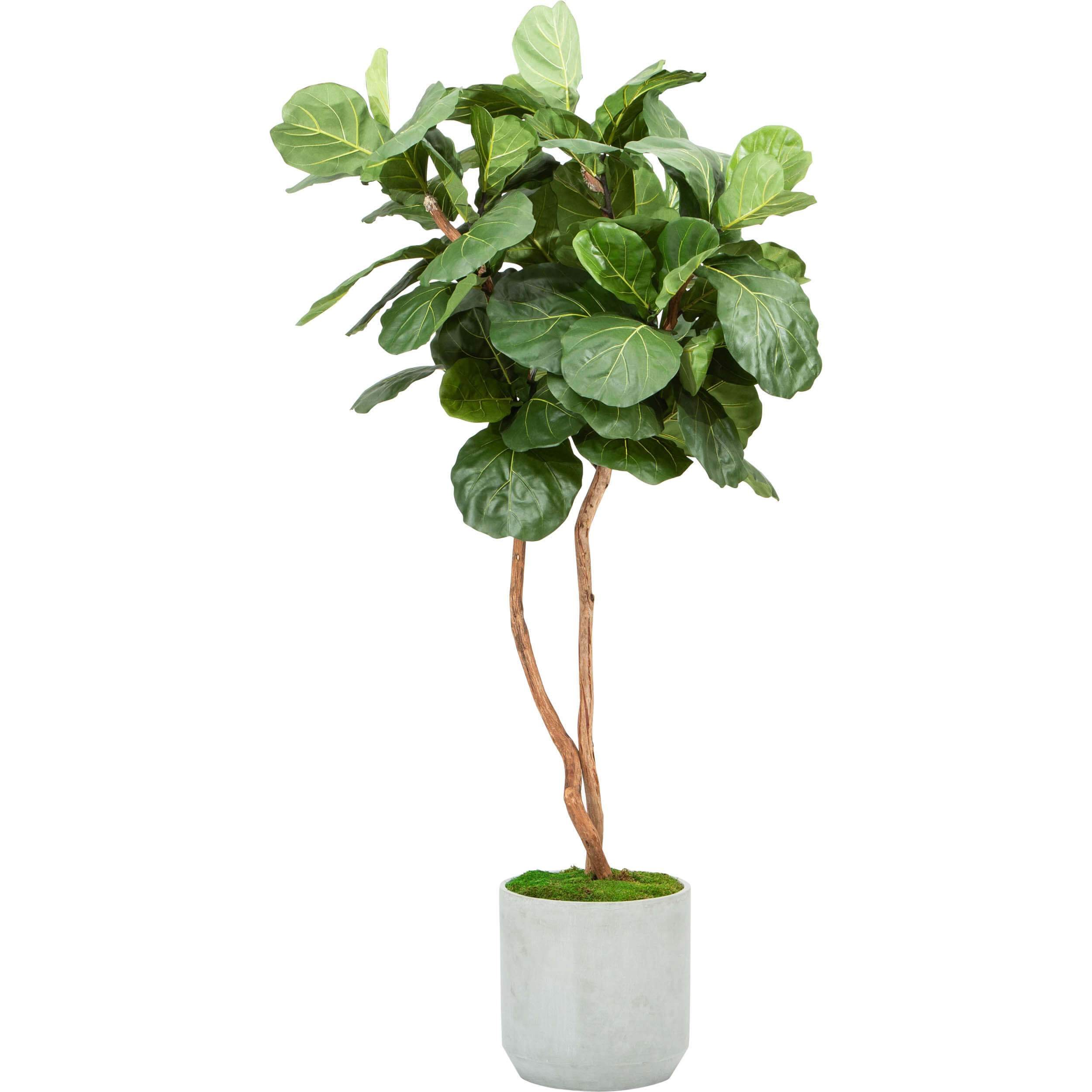 Image of Fiddle Fig Tree, Concrete Planter