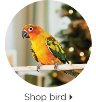 Shop bird > 