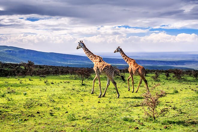 Embark on a luxurious safari-style camping adventure through the Serengeti.