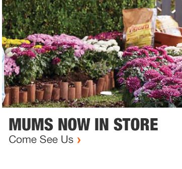 MUMS NOW IN STORE | Come See Us