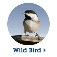 Shop Wild Bird