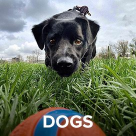 https://www.orvis.com/dog-products