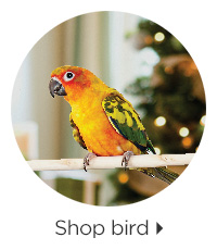 Shop bird > 