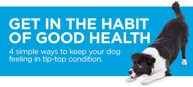 Get in the habit of good health. 4 simple ways to keep your dog feeling in tip-top condition.
