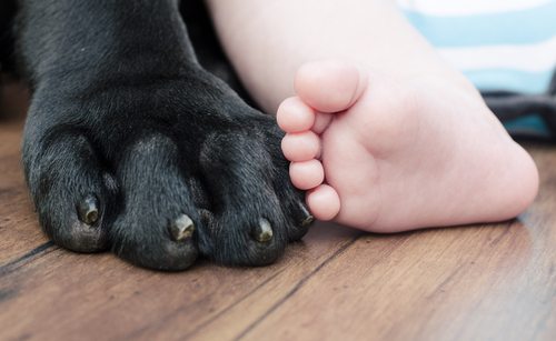 5 Tips to Prepare a Dog for a Baby