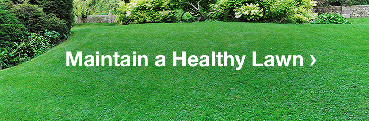 MAINTAIN A HEALTHY LAWN