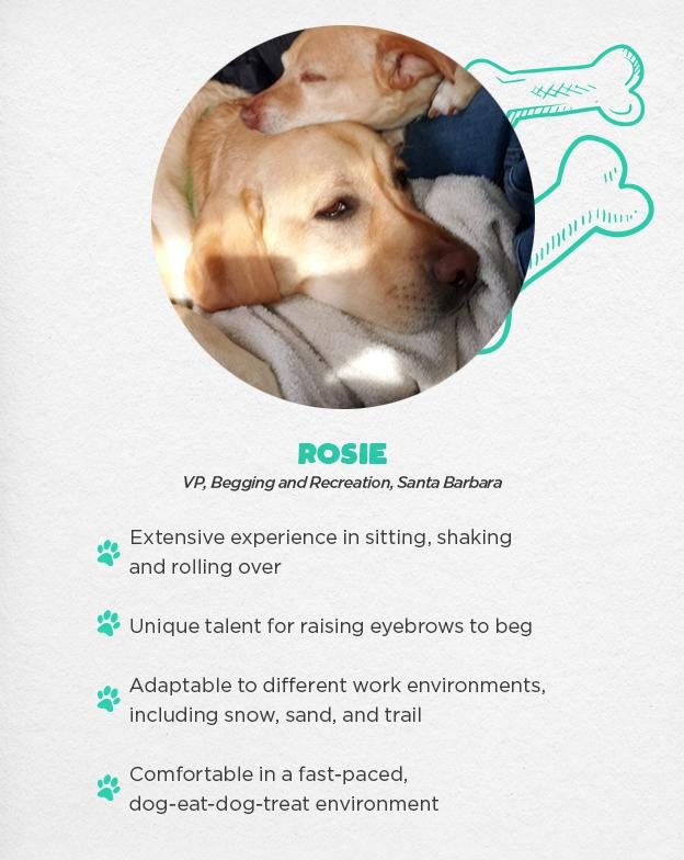 Rosie - VP Begging & Recreation