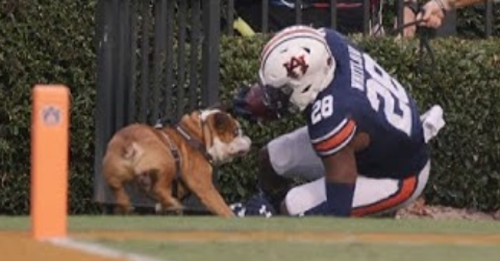 Mascot Bully the Bulldog Takes a Sideline Hit, PETA Calls for Retirement