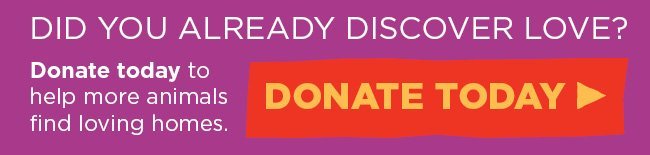 Donate today to help animals find loving homes