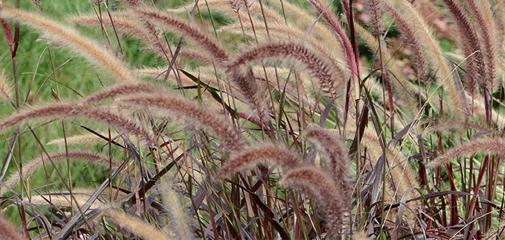 ORNAMENTAL GRASSES FOR YOUR GARDEN GET INSPIRED