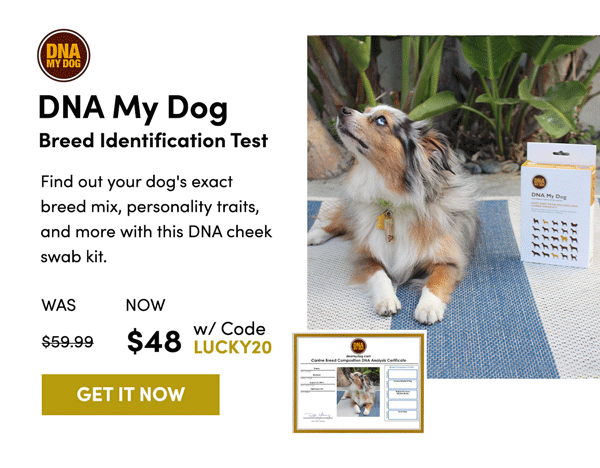 DNA My Dog - Breed Identification Test | Get It Now