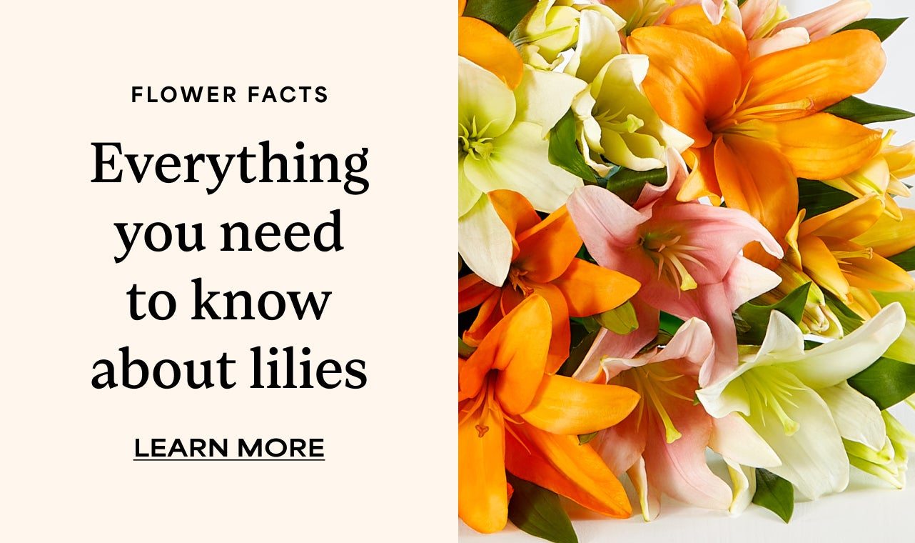 EVERYTING YOU NEED TO KNOW ABOUT LILIES