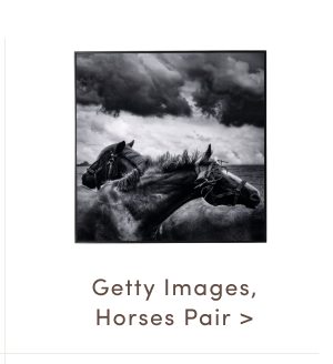 Getty Images Horses Pair