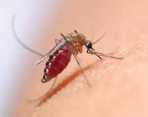 Ticks & Mosquitoes
