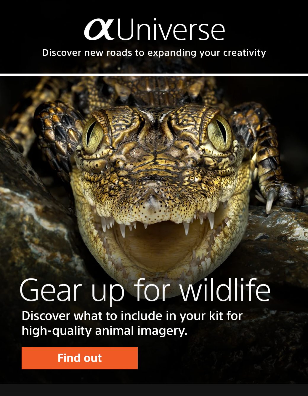 Capturing Wildlife | Discover what to include in your kit for high-quality animal imagery.