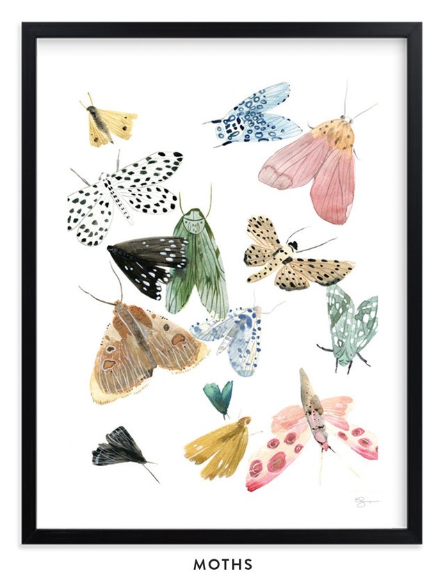 Moths