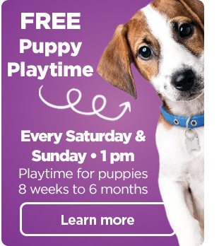 FREE Puppy Playtime. Every Saturday & Sunday • 1 pm. Playtime for puppies 8 weeks to 6 months. Learn more.