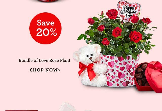 Bundle of Love Rose Plant SHOP NOW 