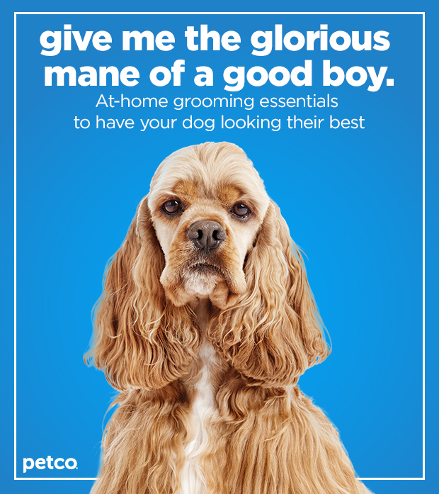 Give me the glorious mane of a good boy. At-home grooming essentials to have your dog looking their best.