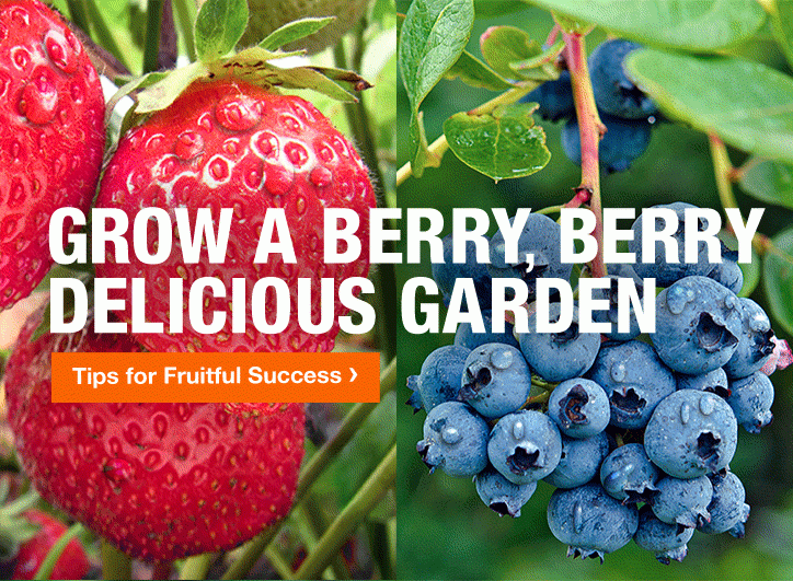 GROW A BERRY, BERRY DELICIOUS GARDEN GET STARTED