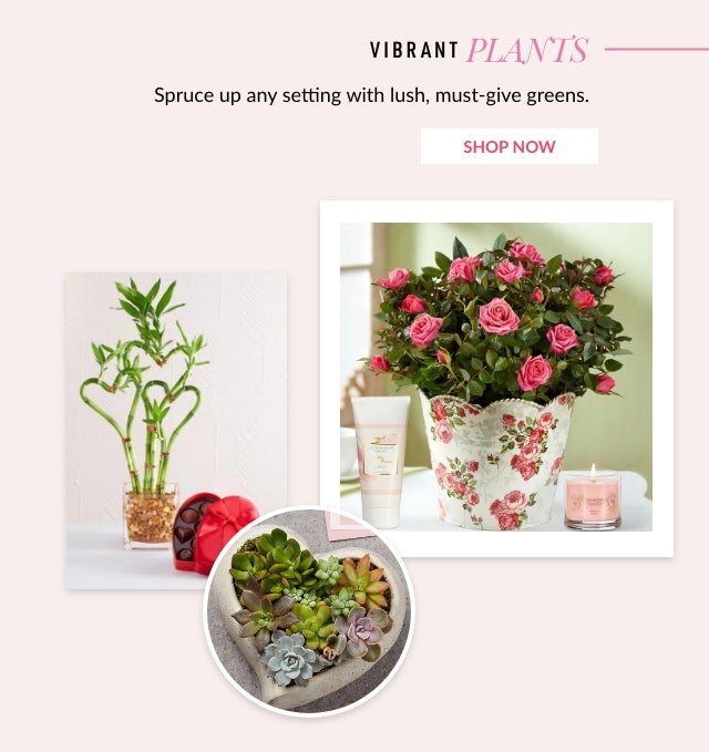 SHOP PLANTS
