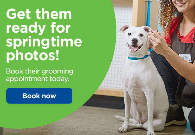 Petco summer sales spa package