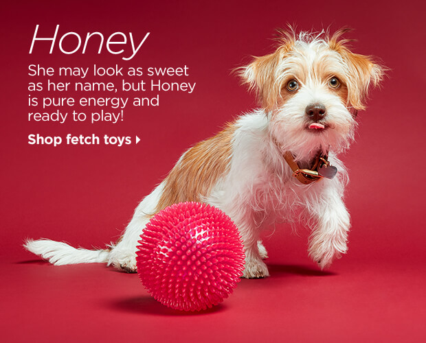 Honey. She may look as sweet as her name, but Honey is pure energy and ready to play! Shop fetch toys.