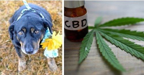 My Senior Rescue Is The “Poster Pooch” For CBD – Here’s What Happened When I Finally Tried It