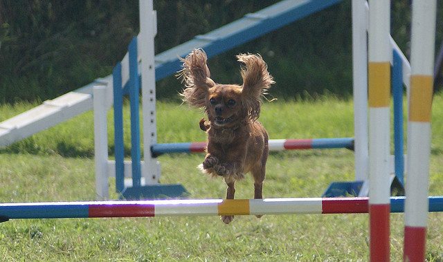 15 Dog Breeds That Are Easy To Train