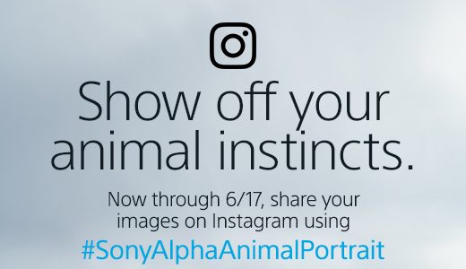 Show off your animal instincts. Now through 6/17, share your images on Instagram using #SonyAlphaAnimalPortrait