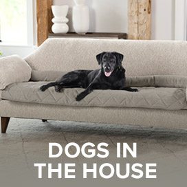 DOGS IN THE HOUSE