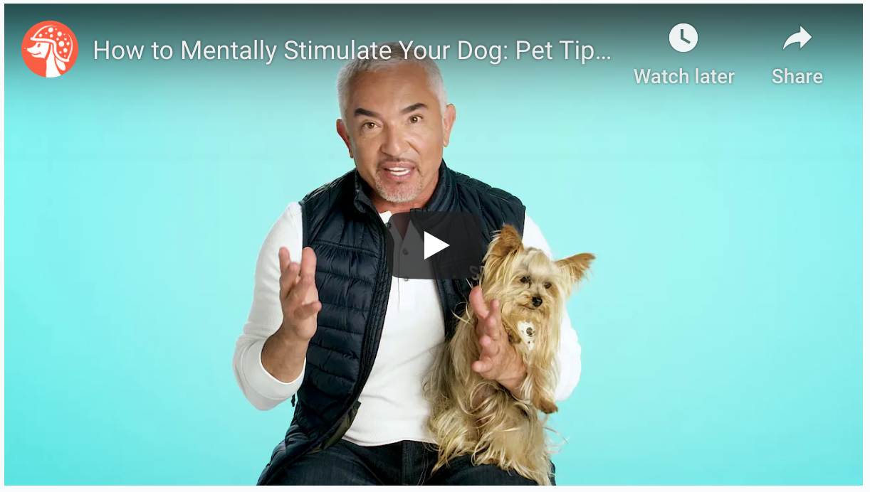 how do you stimulate a dog