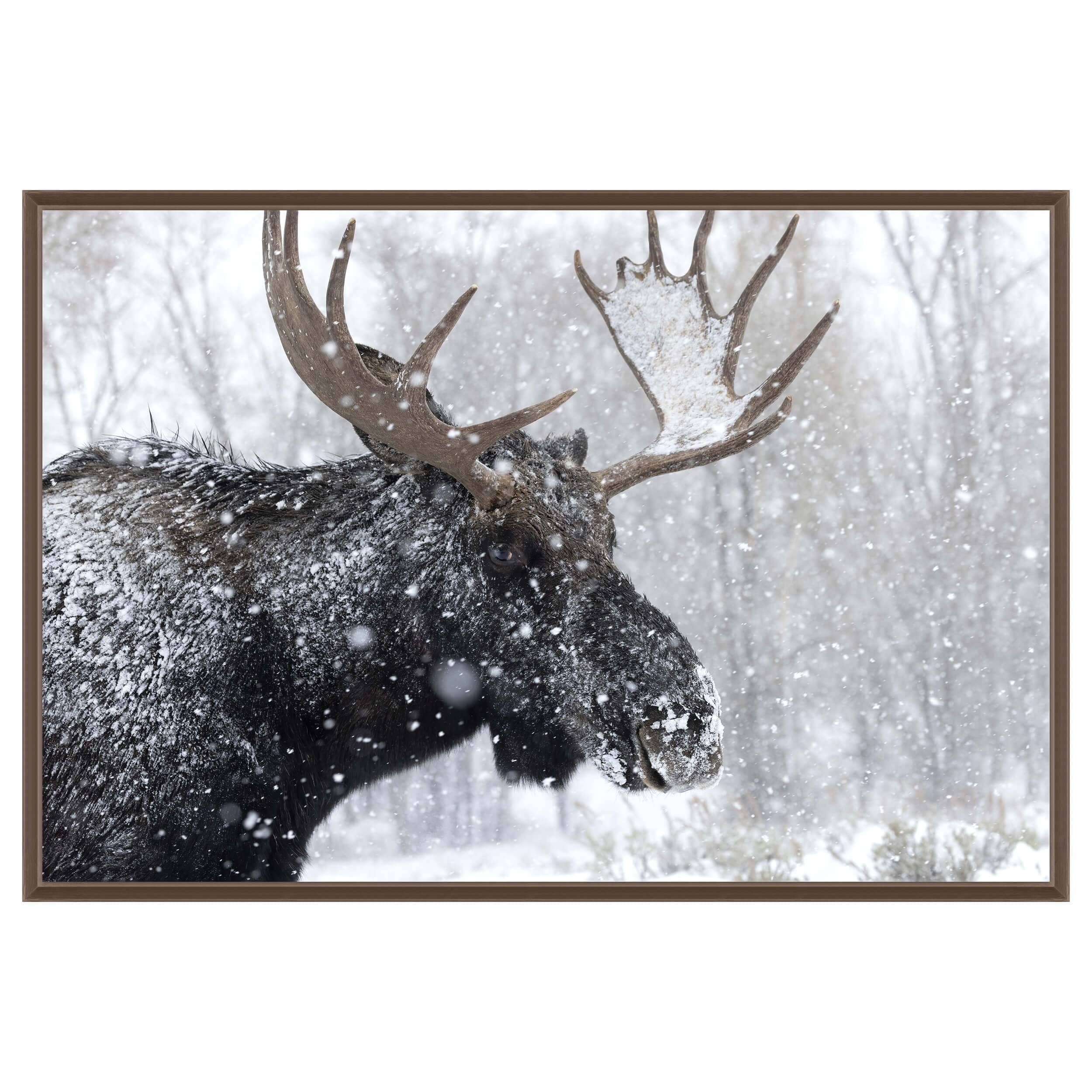 Image of Moose Portrait Framed