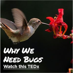Why We Need Bugs