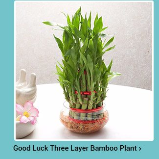 good-luck-three-layer-bamboo-plant