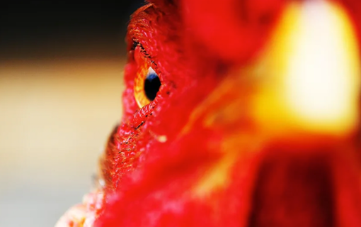 How to tell if you have chicken that’s been recalled by the USDA