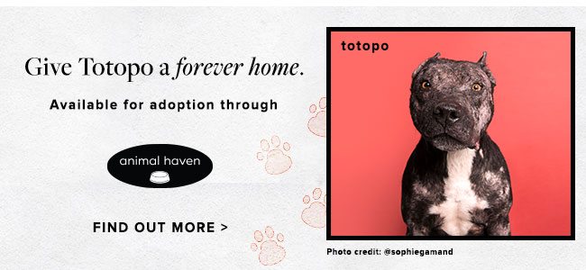 Give Totopo a forever home, available for adoption at Animal Haven in New York.