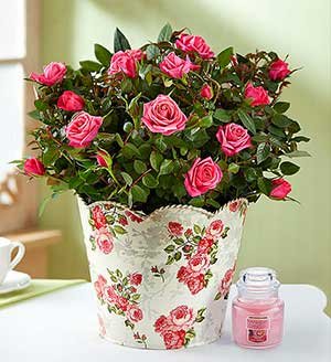 Classic Budding Rose SHOP NOW