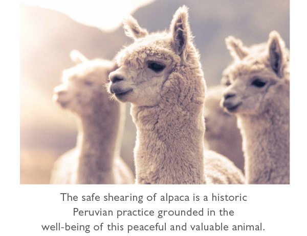 The safe shearing of alpaca is a historic Peruvian practice grounded in the well-being of this peaceful and valuable animal.