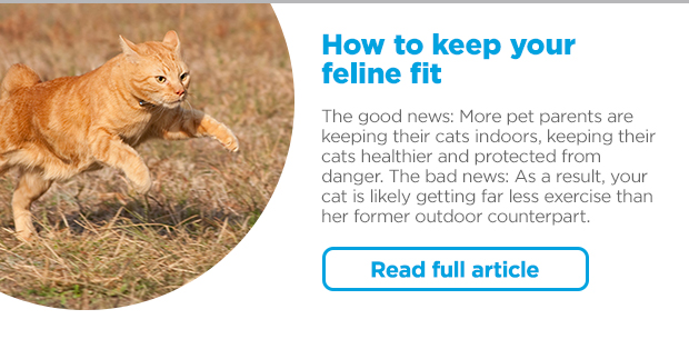 How to keep your feline fit. Read full article >