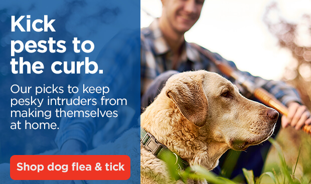 Kick pests to the curb. Our picks to keep pesky intruders from making themselves at home. Shop dog flea & tick.