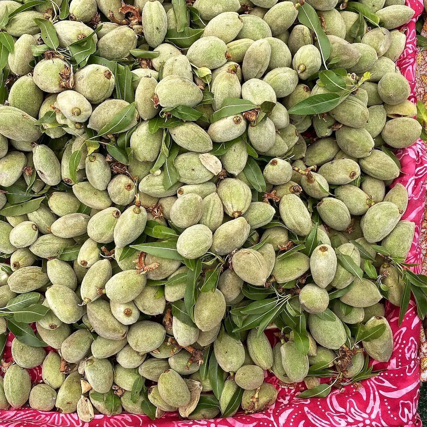 Green Almonds Are the Super-Seasonal Taste of Spring to Eat Right Now