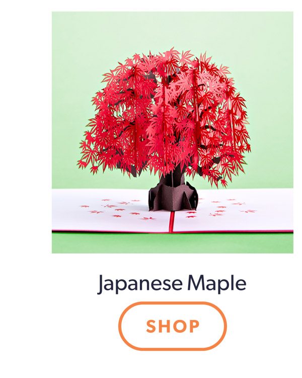 Japanese Maple