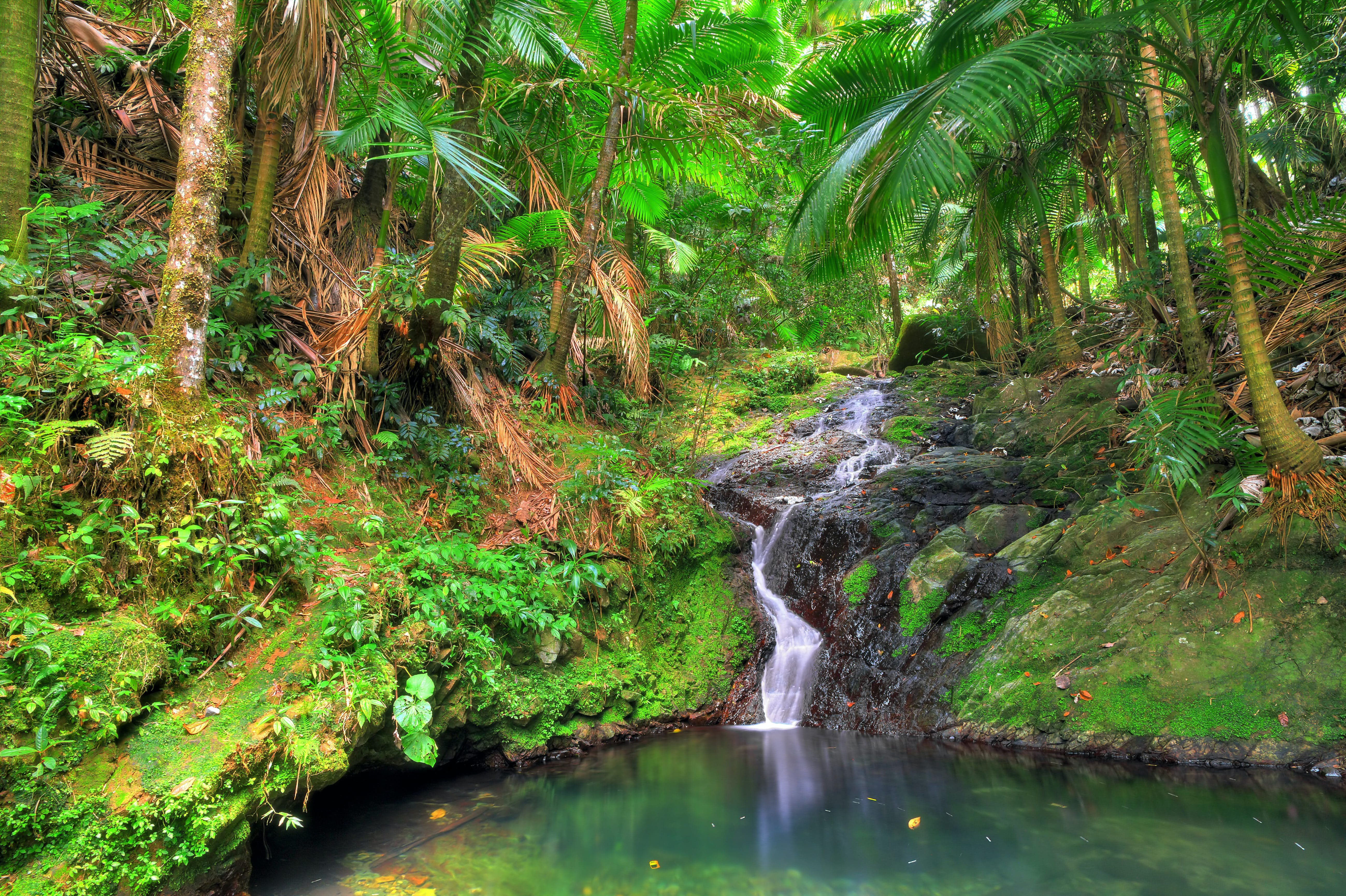 waterfall in rainforest