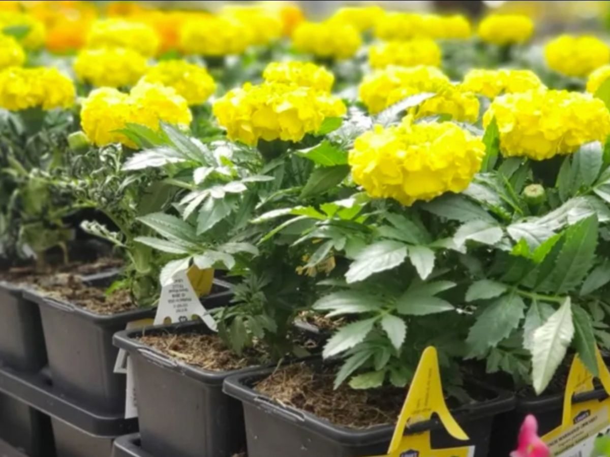 yellow annual lowes flowers in packs on table