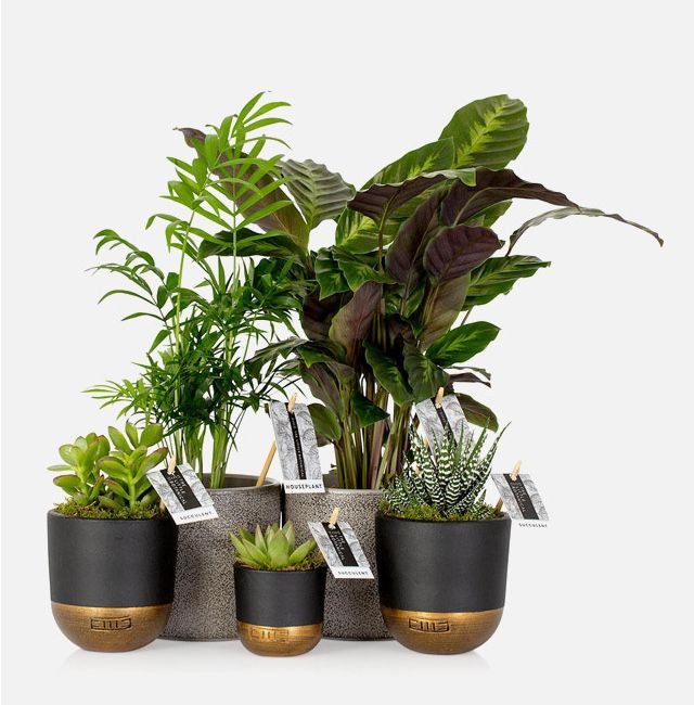 The Little Botanical New Home Bundle